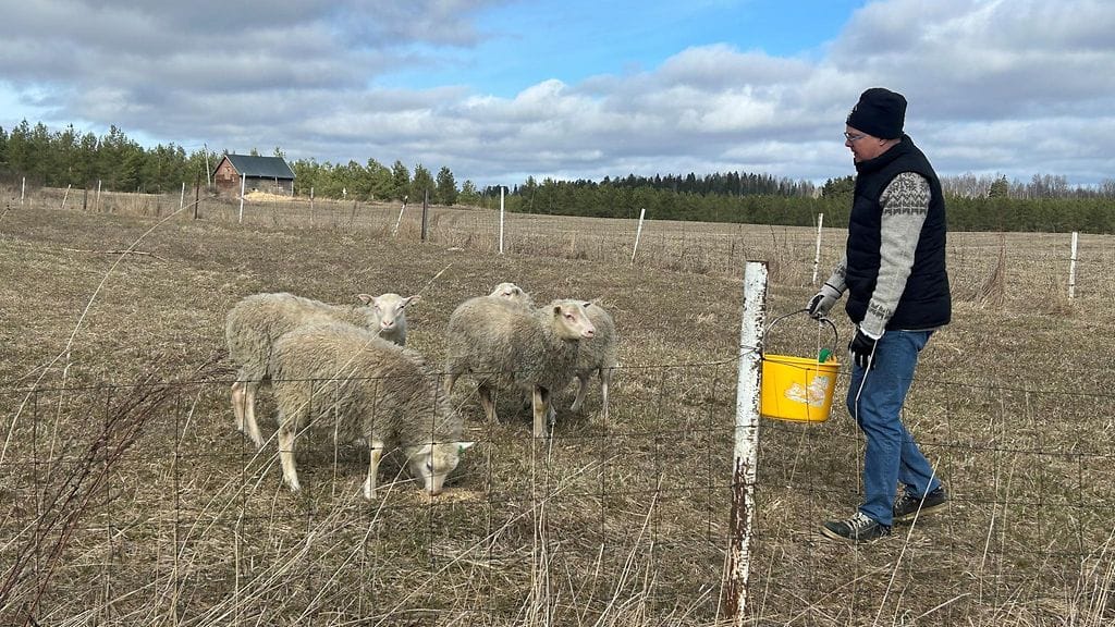 Lampaat laitumella, Akaa