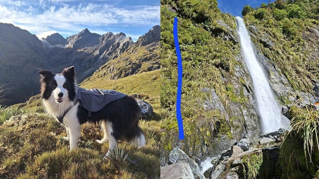 Molly-koira pelastettiin erämaasta Uudessa-Seelannissa. 2