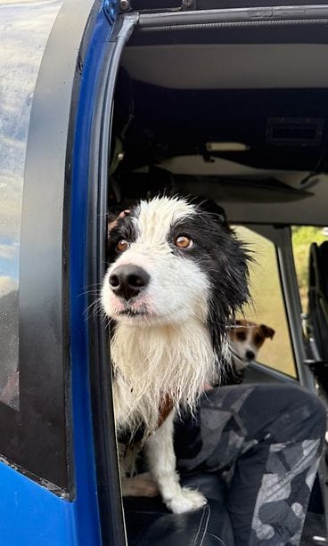 Molly-koira pelastettiin erämaasta Uudessa-Seelannissa. 2 (1)