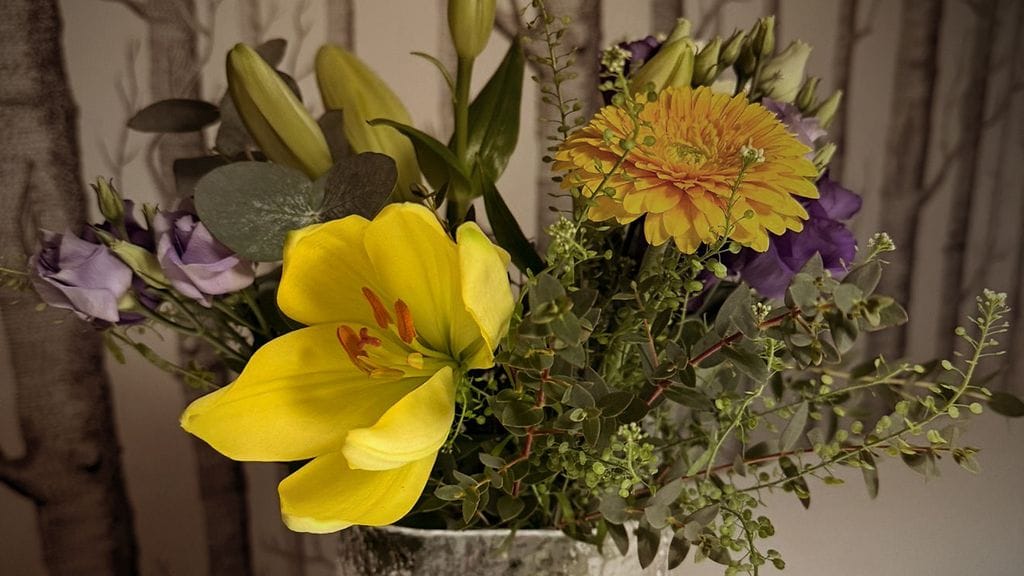 0402 Kissa Lilja myrkytys 3