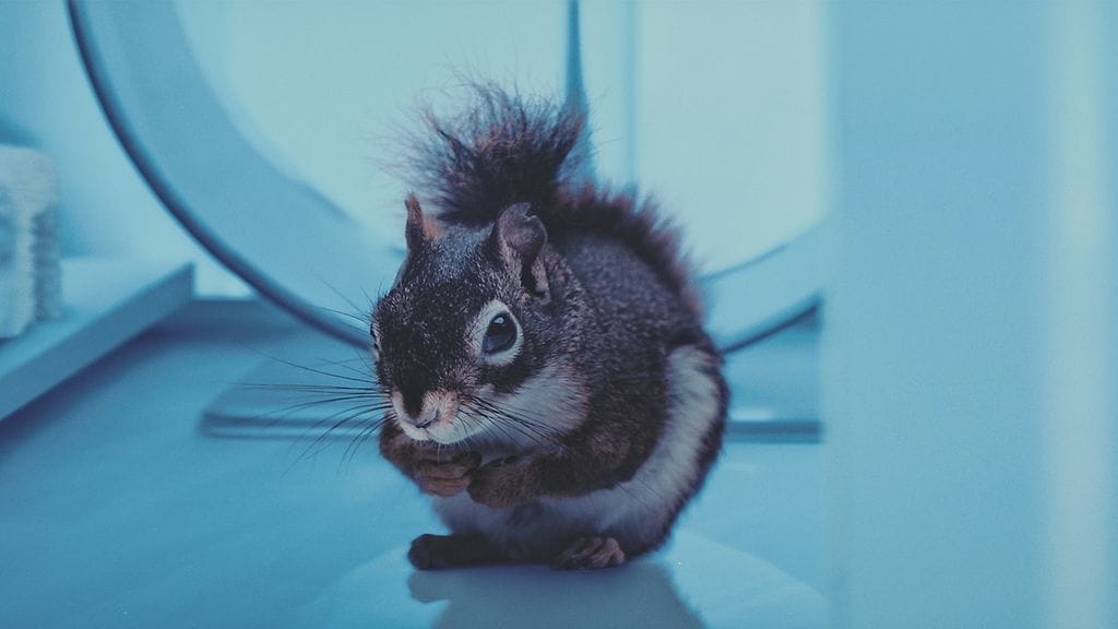 orava_still10_photo_max_smeds___bufo2025