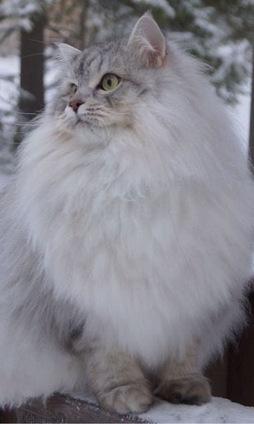 Sankarikissa Rommy 2026