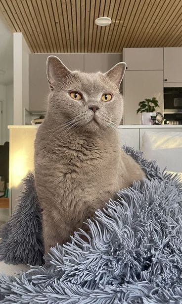 Sankarikissa Mauri 2026