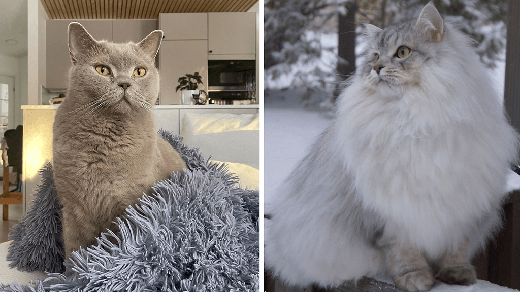 Mauri (vasemmalla) ja Rommy saivat Sankarikissan arvonimen.