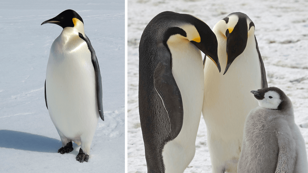 Keisaripingviinejä uhkaa ilmaston lämpeneminen ja siihen liittyvä jääpeitteen pieneneminen napapiirien sisällä.