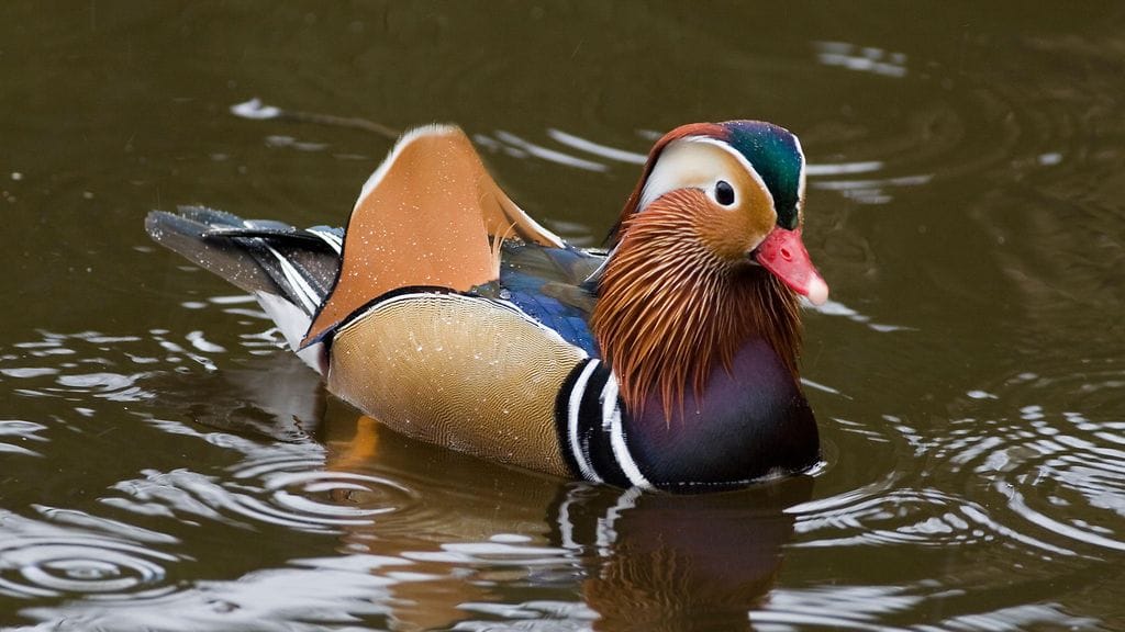 Mandariinisorsia on nähty muun muassa Turussa ja Kouvolassa.