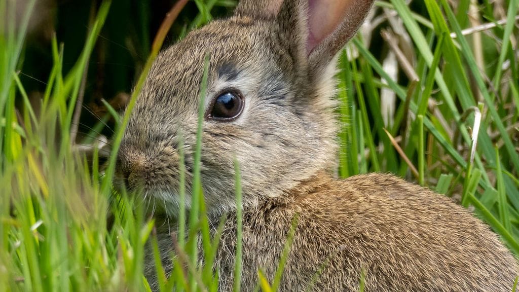 Citykanit pitää jättää luontoon, Hesy muistuttaa.