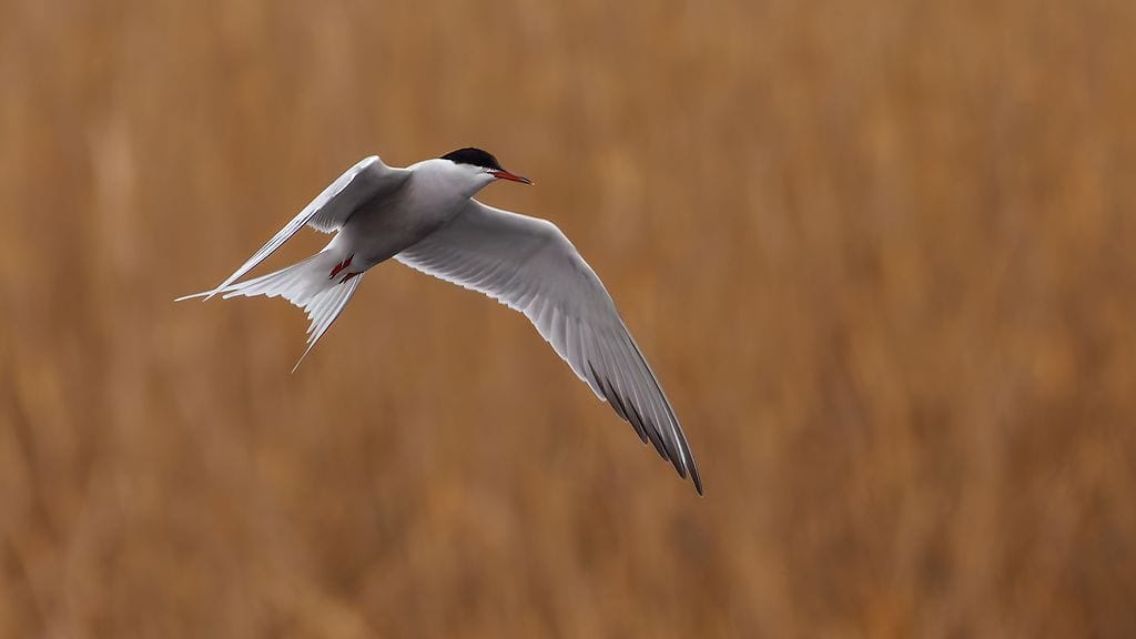 Kalatiira (kuva Birdlife)