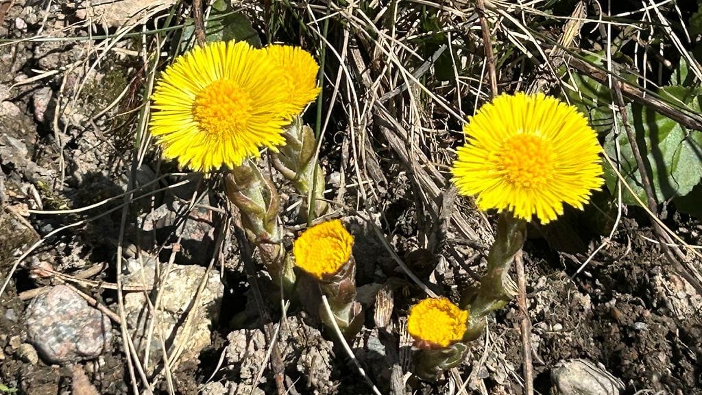 Leskenlehti, leskenlehdet, kevät