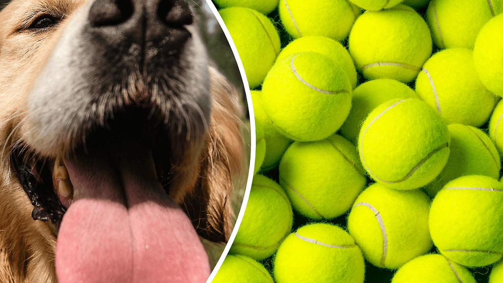 Kultainennoutaja Finley pääsi ennätystenkirjaan tunkemalla tennispalloja suuhunsa. Kuvituskuva.