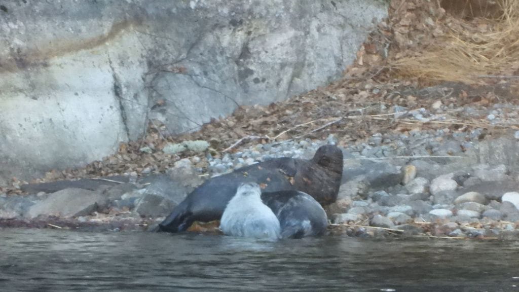 Hilma-norppa ja kaksoset. Toinen kuuteista on jo pitkälti vaihtanut harmaan poikasvillan kiehkuraiskuvioiseen aikuiskarvaan ja toisella karvanvaihto vielä alkutekijöissään.