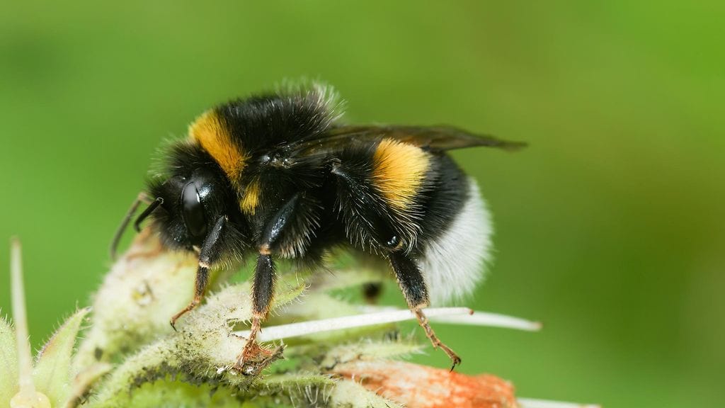 Kimalaisten suuntavaisto kärsi niiden altistuttua pralletriinille. Kuvituskuva.