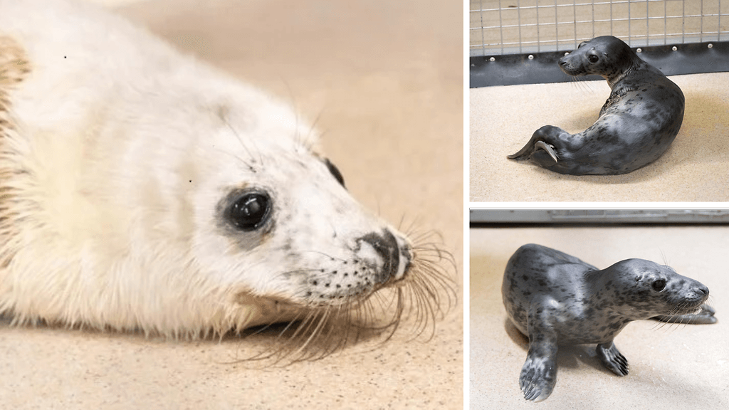 Valkoinen kuutti on tuotu Korkeasaareen Porkkalasta, harmaa puolestaan matkusti junalla Kokkolasta.