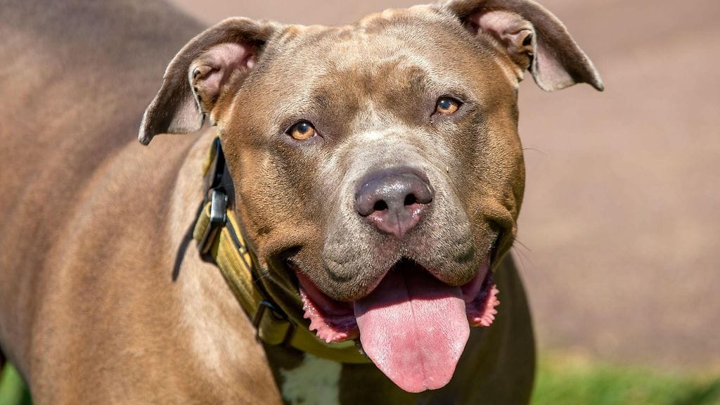 Kuvituskuvan American XL Bully ei liity tapaukseen.