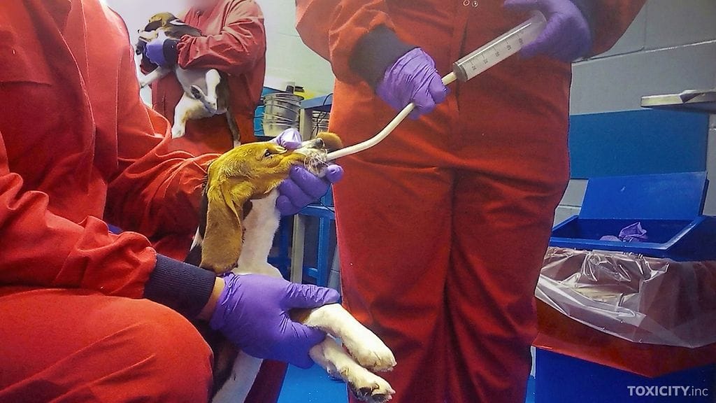 Beagleja käytetään myrkyllisyystestauksessa, jossa ne pakotetaan hengittämään testattavaa ainetta.