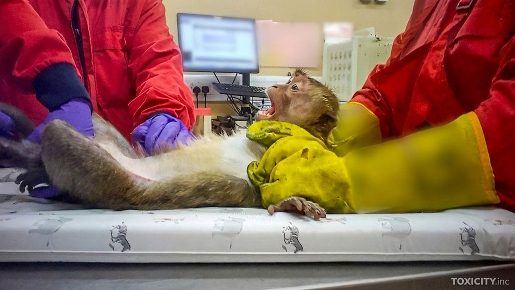 Makakiapina-Animalia 1904