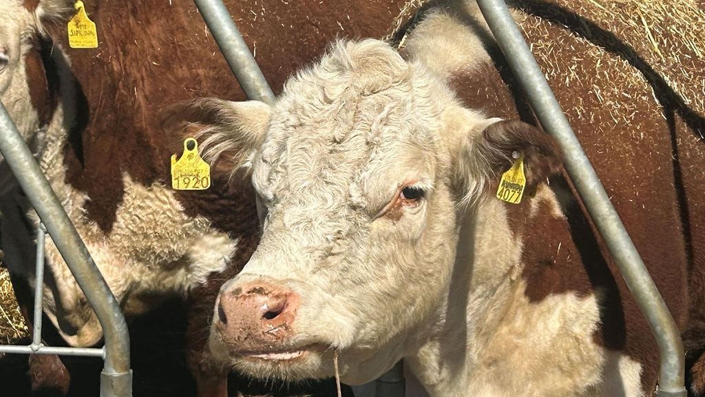 Karja, Hereford, lehmä