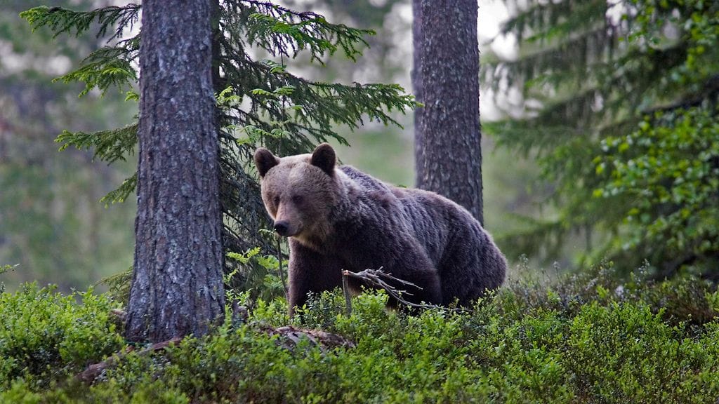 Talviunilta heräävät karhut hakeutuvat pihapiireihin ruoan perässä. Kuvituskuvassa karhu Suomussalmella.