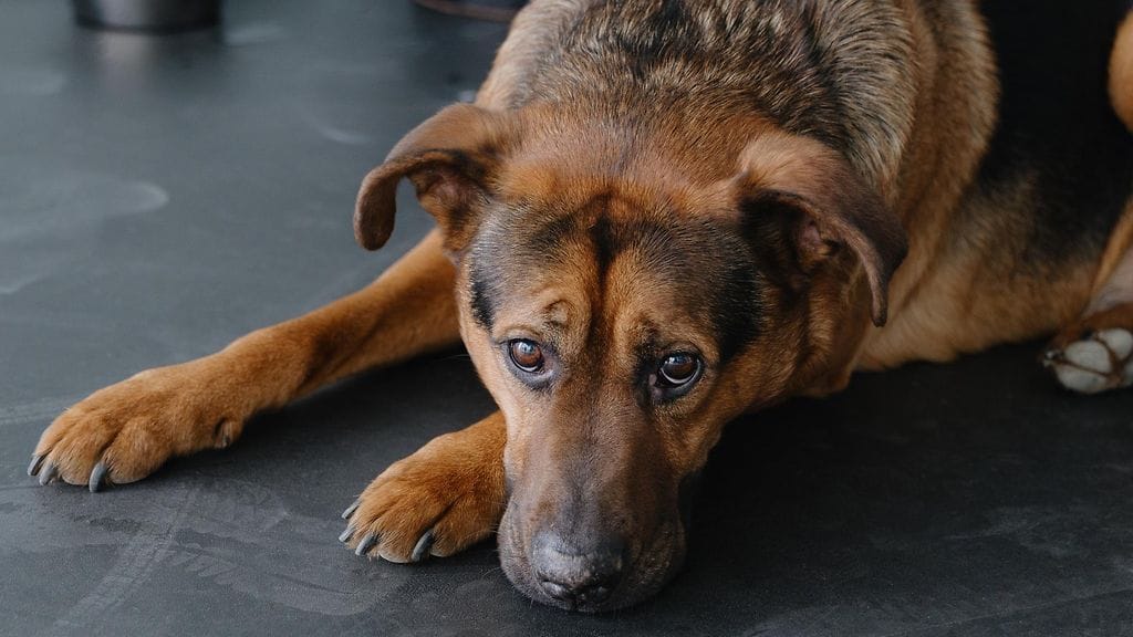 Koira voi ilmaista kipuaan niin hienovaraisin merkein, ettei omistaja ymmärrä sitä. Kuvituskuva.