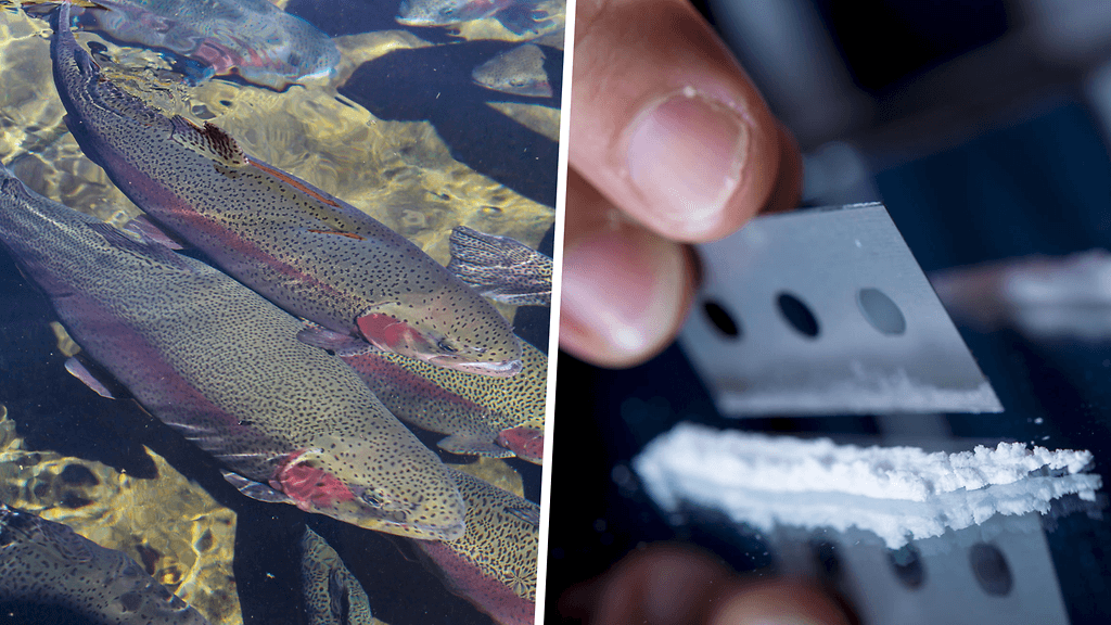 Huumausaineiden määrät ovat lisääntyneet vesistöissä.