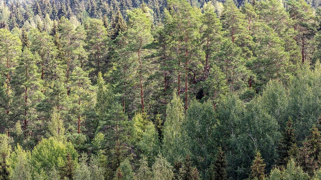 Irrallaan ollut koira hyökkäsi toisen kimppuun Joensuussa surullisin seurauksin. Kuvituskuva.