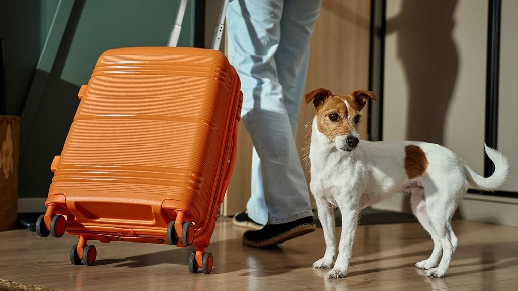 Tulli muistuttaa lemmikin kanssa matkustamiseen liittyvistä uudistuksista. Kuvituskuva.