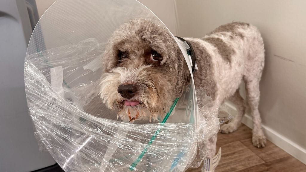 6-vuotias lagotto Luna sairastui sydämen vajaatoimintaan viljattoman ruoan takia.