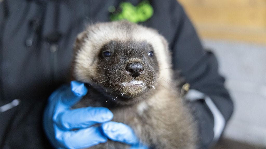 Kuva: Annika Sorjonen/Korkeasaari Zoo