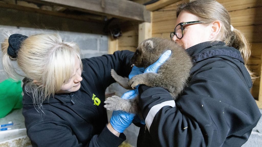 Ahmavauva Korkeasaaressa 2026 LK