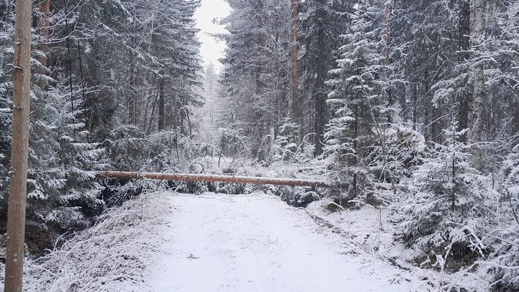OMA 25.4.26 lukijan kuva sää lumi kaatunut puu