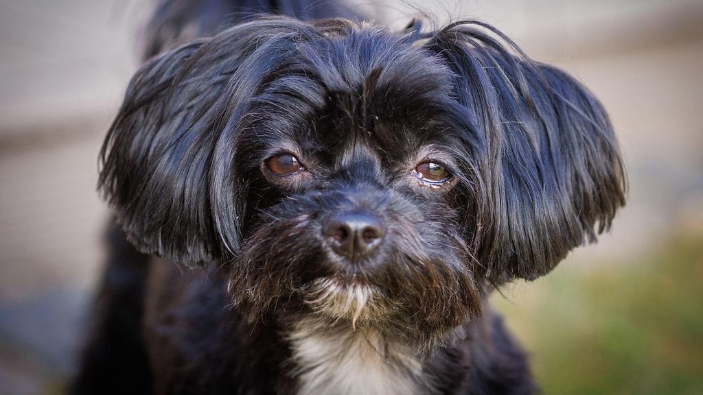 Venäjänbolonka painaa aikuisena noin neljä kiloa. Kuvituskuvan eläin ei liity juttuun.
