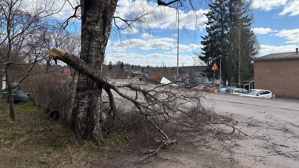 Pihakoivun iso oksa katkesi tielle puuskassa Nurmijärven Kirkonkylässä. Lukijan kuva.