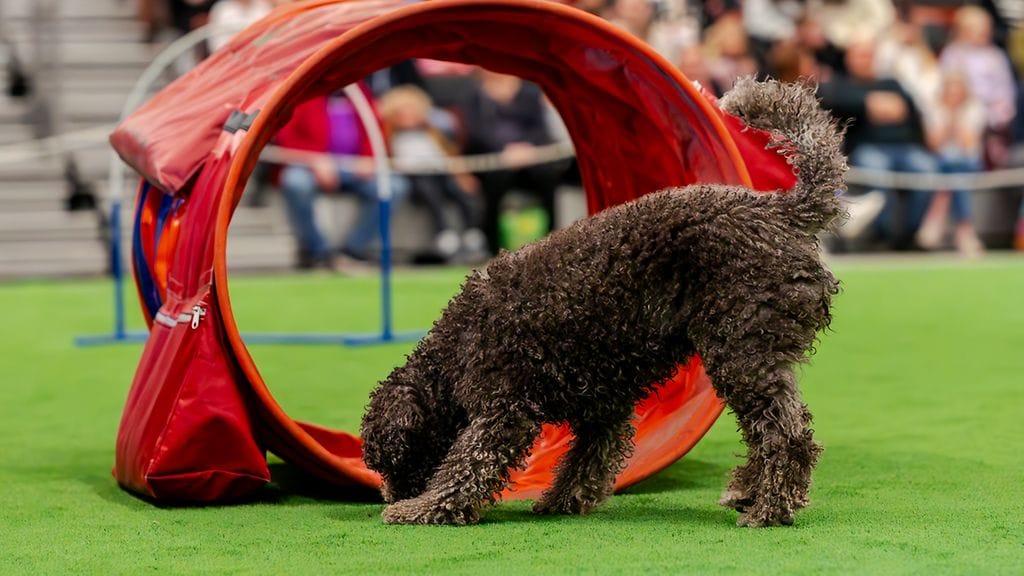 Kuvituskuva Lemmikkimessuilta Helsingin Messukeskuksesta.