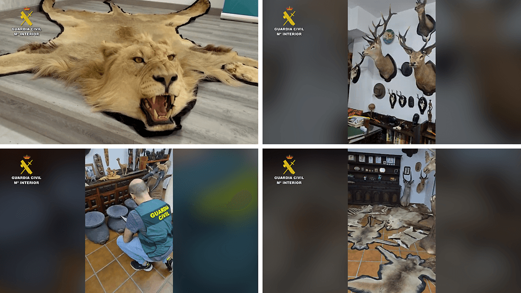 Espanjan kansalliskaartin kuvia takavarikoiduista tuotteista, kuten leijonantaljamatosta ja norsunjaloista tehdyistä jakkaroista (vas. alh.).