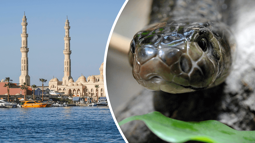 Turisti kuoli Egyptissä käärmeen purtua häntä. Kuvituskuvassa Hurghadan rantaviivaa ja käärme, joka ei liity tapaukseen.