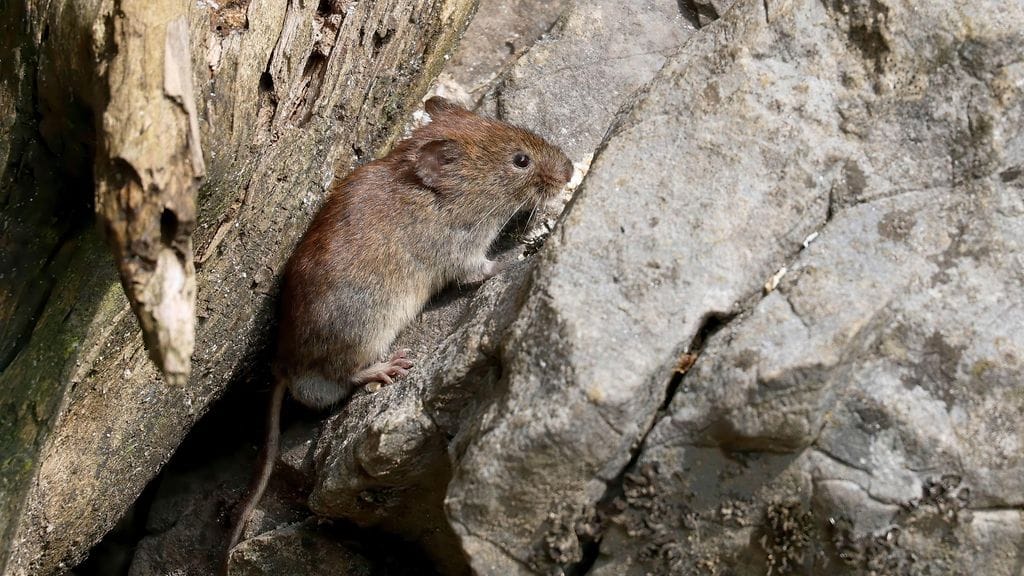 AOP Hantavirus leviää yleensä jyrsijöiden, etenkin metsämyyrän, välityksellä ja vaurioittaa muun muassa munuaisia.
