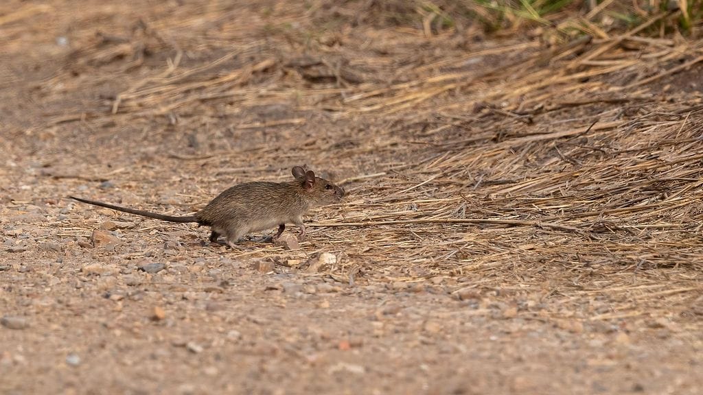 AOP Riisivainiorotta (Rattus argentiventer) elää suurina ryhminä, joihin kuuluu yksi hallitseva uros ja korkea-arvoinen naaras. Jyrsijä on hantaviruksiin kuuluvan Andes-viruksen välittäjä Argentiinassa.