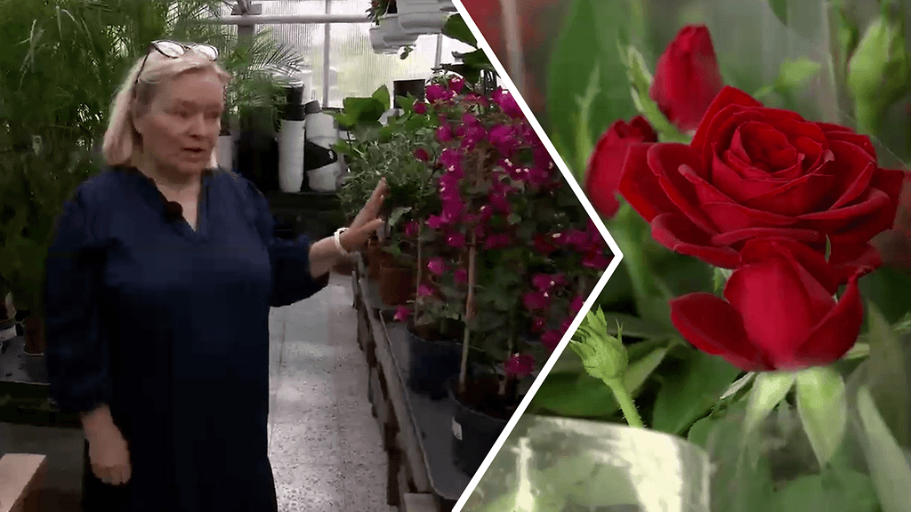 Hortonomi Leila Anttalainen esitteli äitienpäivän suosituimpia kukkia Kukkatalo Marittassa Espoon Tapiolassa.