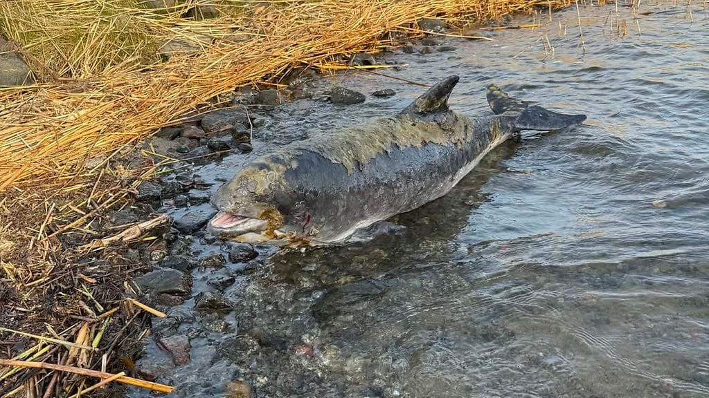 Pohjanmaan pyöriäinen on kuollut.