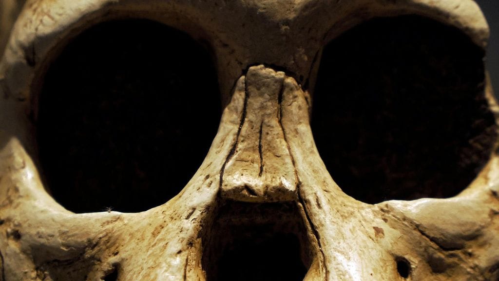 Siperiasta löytyi todiste neandertalinihmisten hammaskirurgiasta 59 000 vuoden takaa.