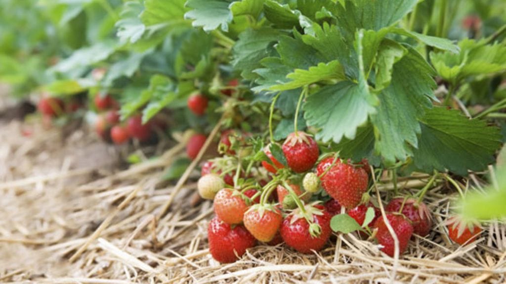 Yhä harvempi suomalaisnuori ahkeroi kesät mansikkapelloilla.