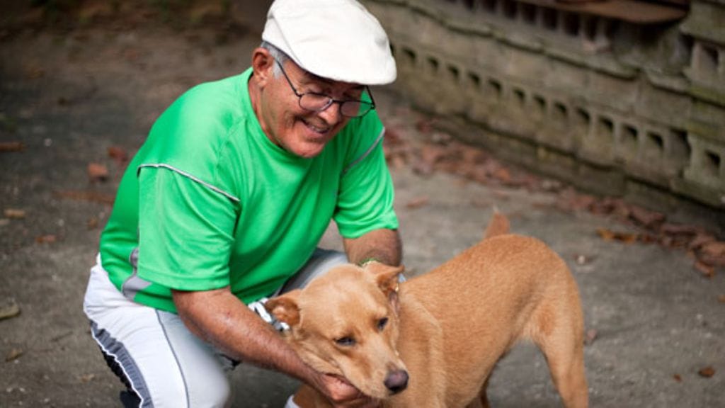 Lemmikki pitää valita huolella omaan elämään sopivaksi.