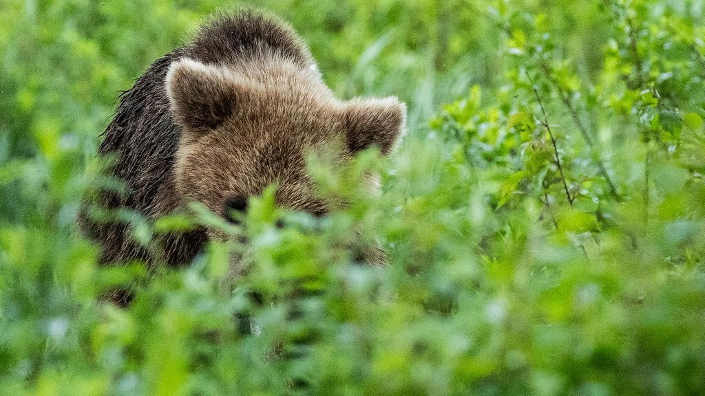 Lieksassa liikkui karhunpentu lähellä asutusta torstaina.