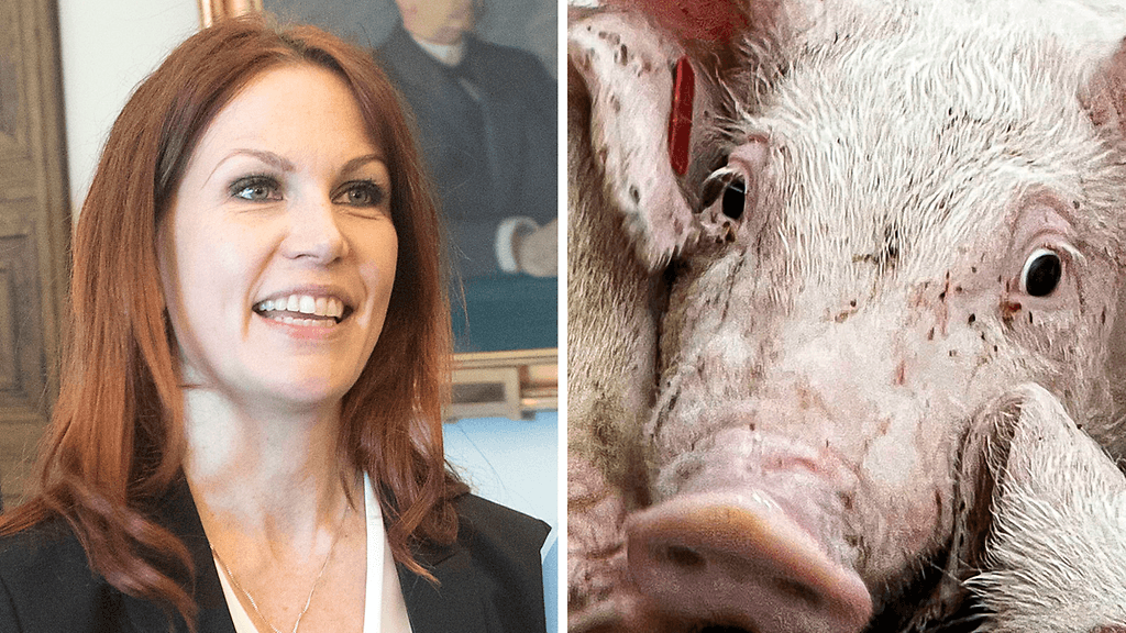 Porsaiden kastraatio tarkoittaa eläinten kiveksien poistamista ja siemenjohtimien katkomista.