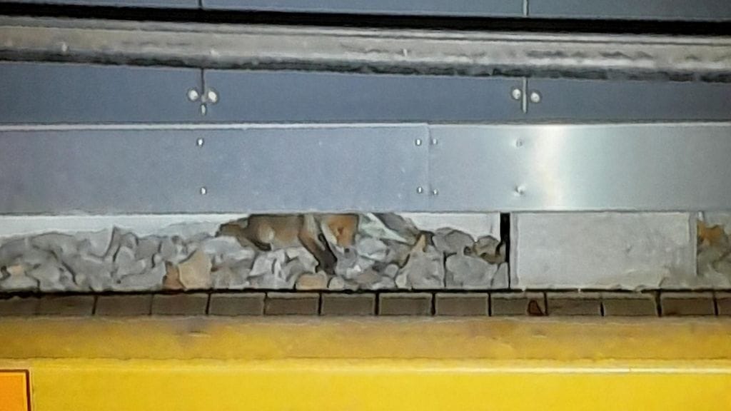 Pelastuslaitoksen mukaan kyseessä oli nuori kettu.