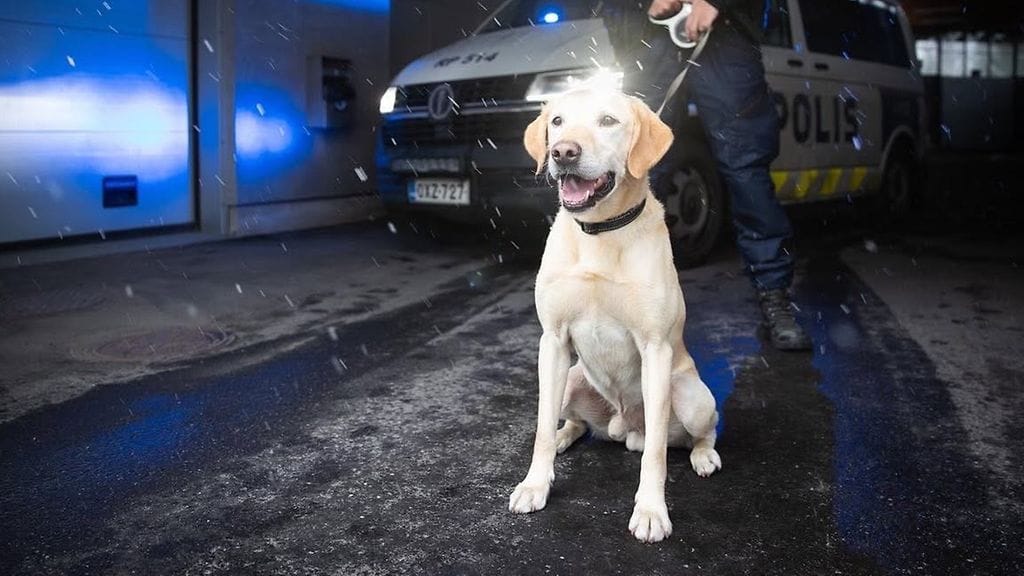 Poliisikoira Sampo jää eläkkeelle 6.6.2026
