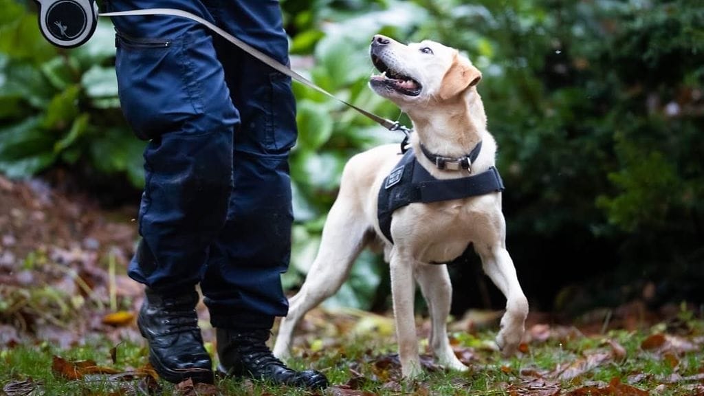 Poliisikoira labradorinnoutaja Sampo 6.6.2026