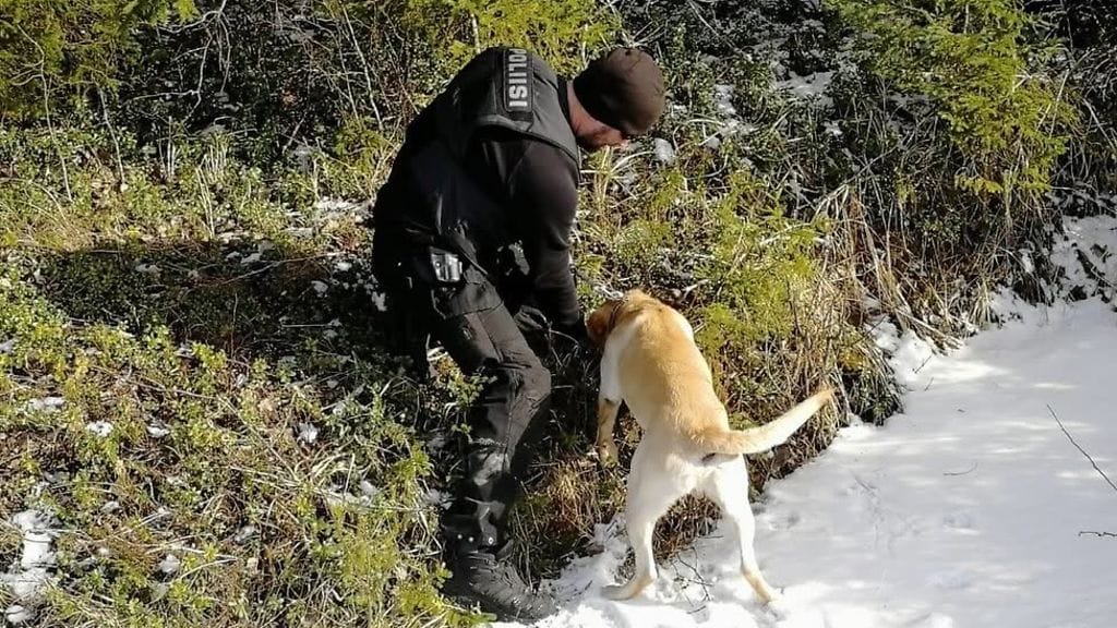 Labradorinnoutaja ja palkittu poliisikoira Sampo 6.6.2026