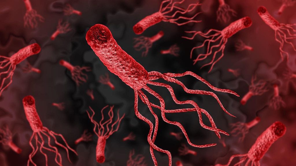 Tältä näyttää Helicobacter pylori eli helikobakteeri mikroskooppikuvassa.