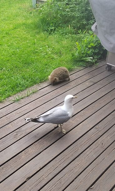 Kalalokki Touko on Katjan pihalla tuttu näky kesäisin.